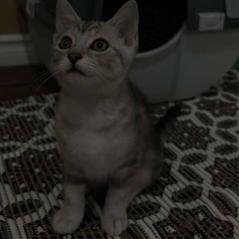 Milo