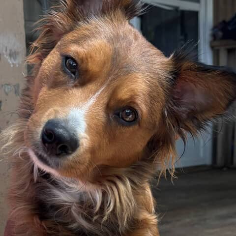 Lola