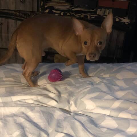 Ziggie