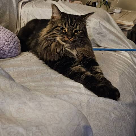Gizmo