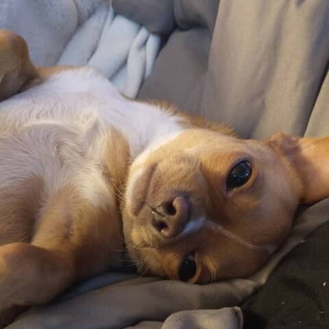 D.O.G