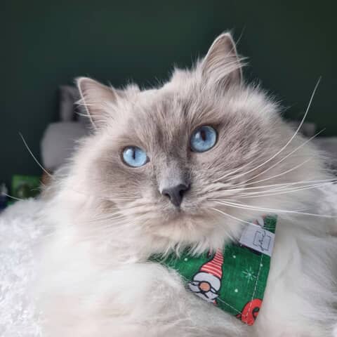 Theo