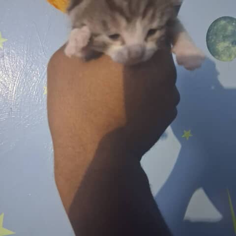 McMeow