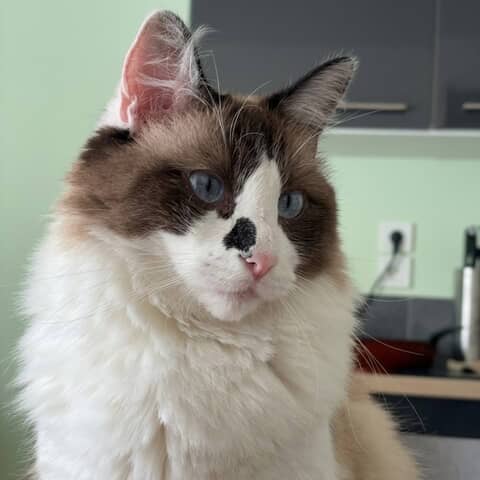 Timmy