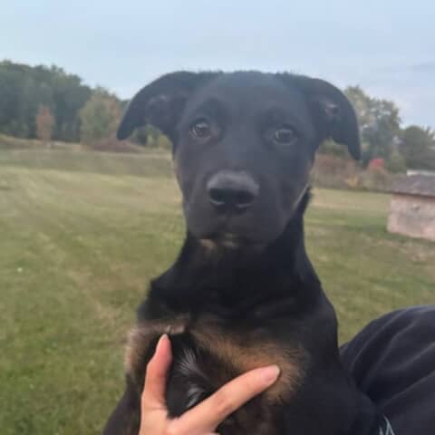 BAUER