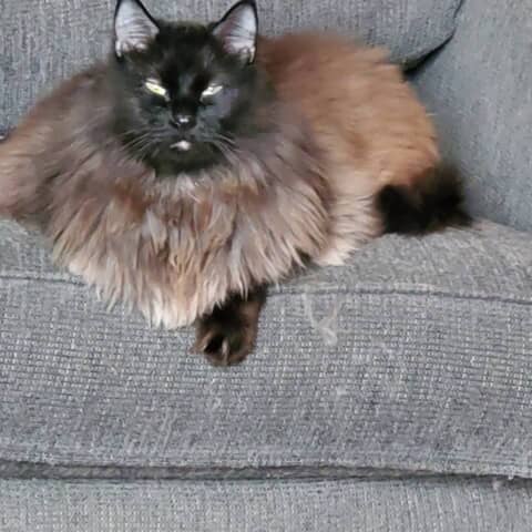 Vlad