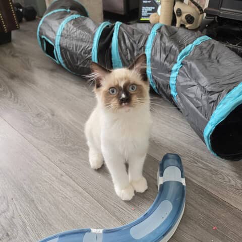 Mochi
