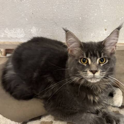 Aria the Maine Coon on Pupvote
