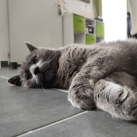 Bouboule