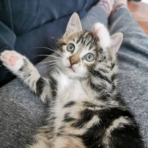 Fudge