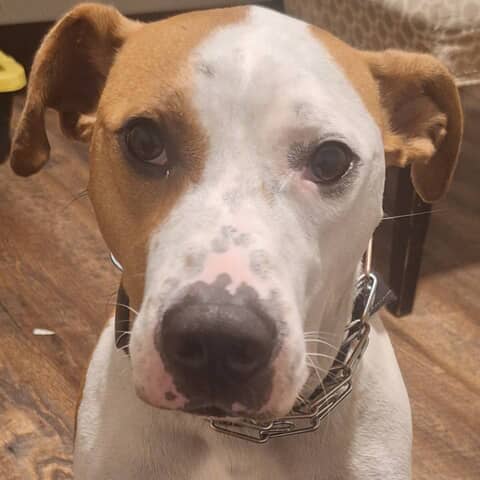 D.O.G
