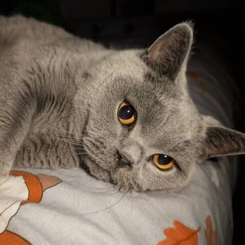 Milo