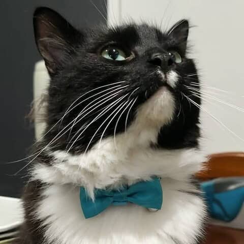 Gatsby