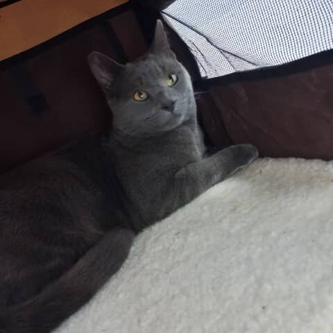 Loki