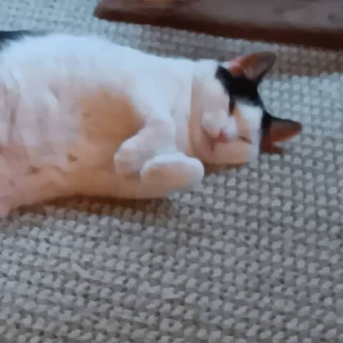 Chloe