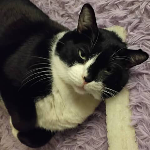 Sylvester