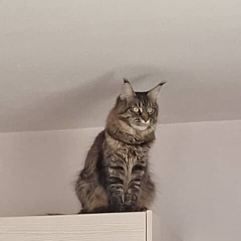 Asia