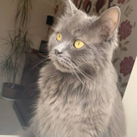 Jasper