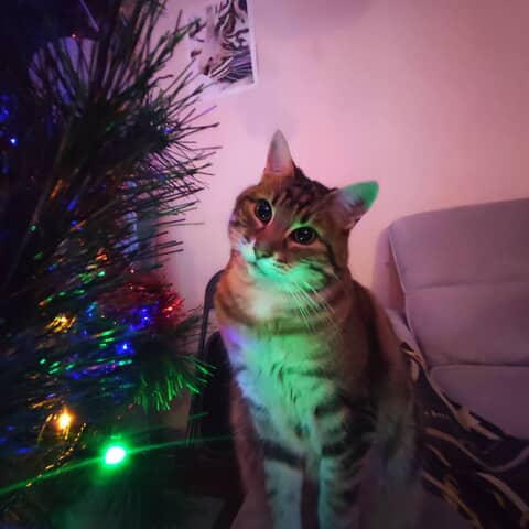 Beaux Yeux