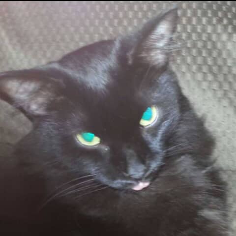 Willis