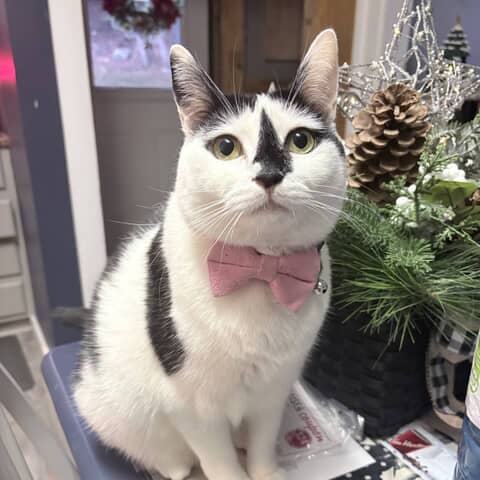 Lulu