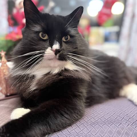 Kash