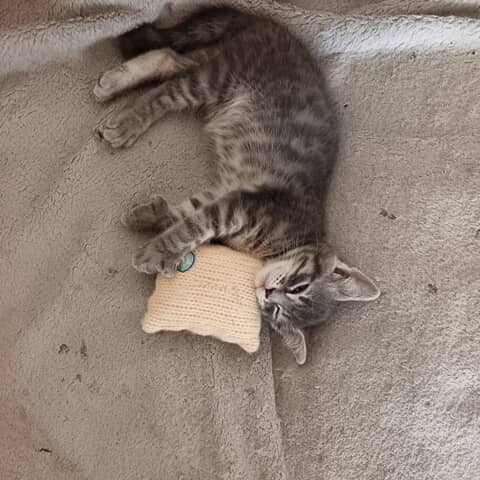 Ilaé