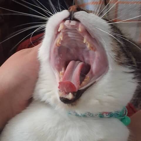 Cedar