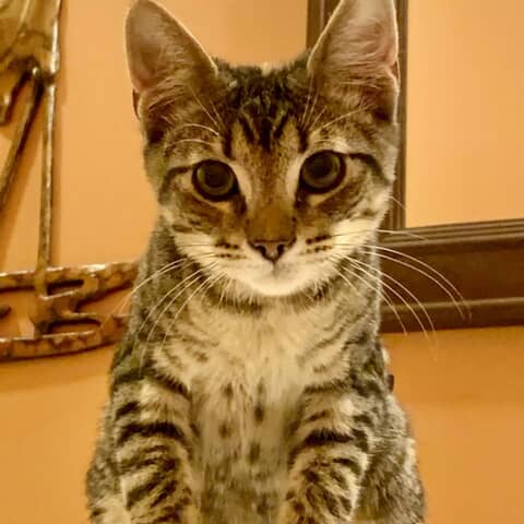 Emmie