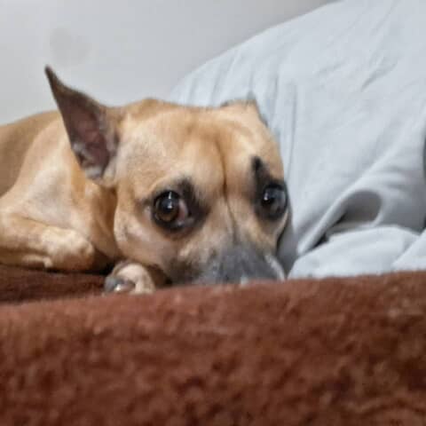 Toby