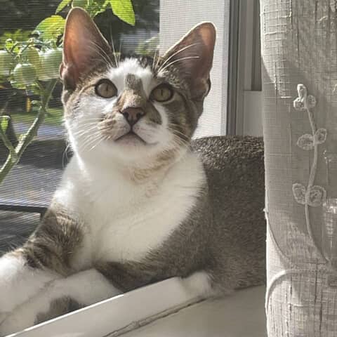 Cooper Coco
