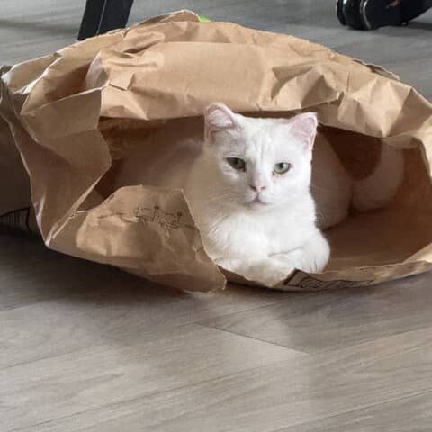 Angel