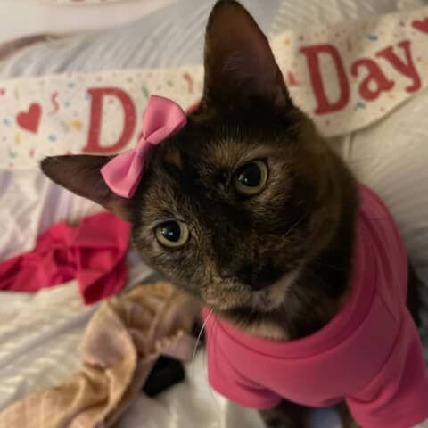Gracie