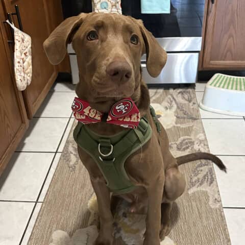 Hank