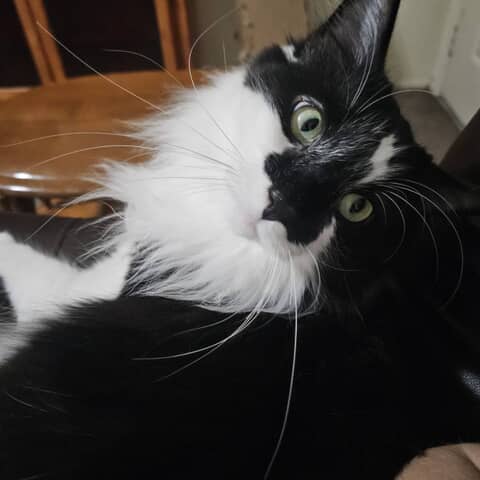 Davinci