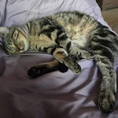 Clyde