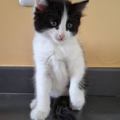 Mimine