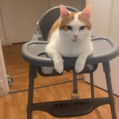 Nala