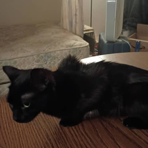 Shadow aka Toothless Night-fury