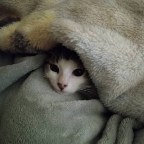 Mr. Bigglesworth