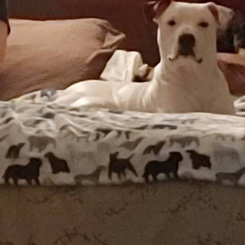 titus