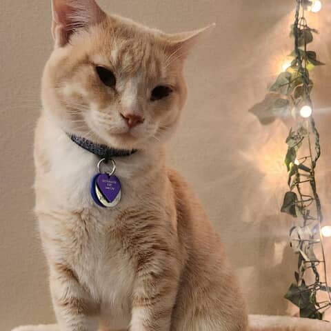 Duke