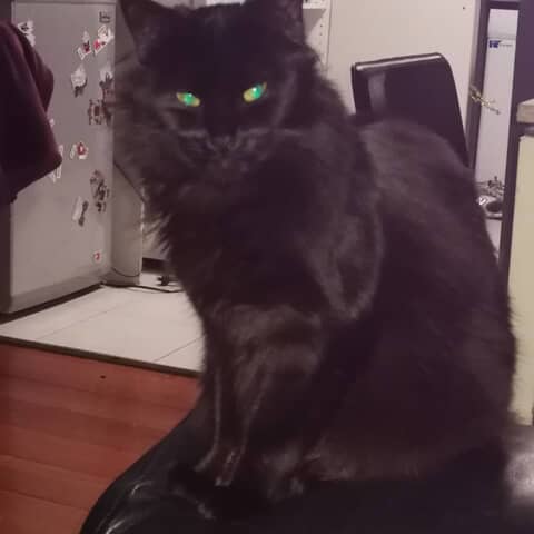 Mr Kitty.