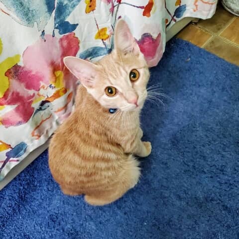 SYMBA
