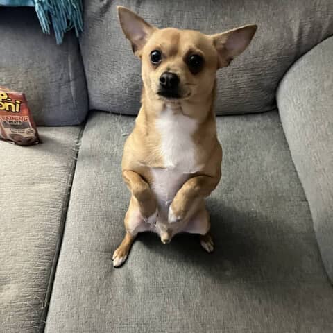 Milo
