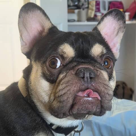 Archie