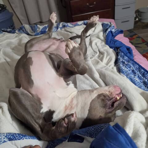 Maya