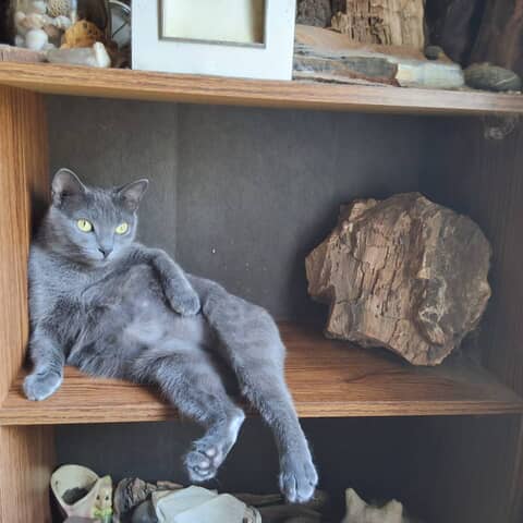 Arwen