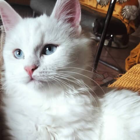 Adélaïde