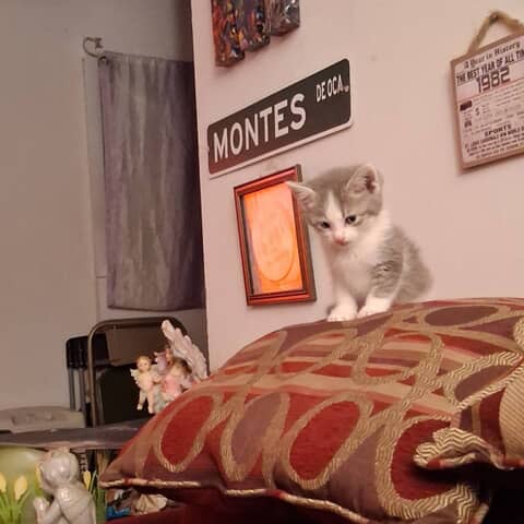 Ronnie